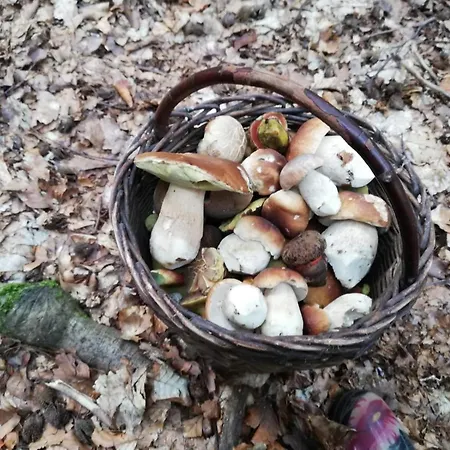 Se Zahradou Casa vacanze Týnec nad Labem