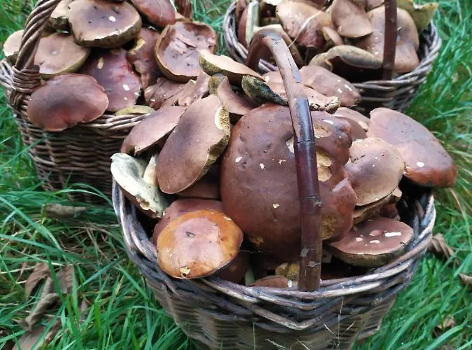 Se Zahradou * Týnec nad Labem